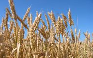 На Харківщині зібрано близько 11% врожаю ранніх зернових культур