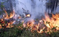 З 5 серпня в Україні сталося близько 2,2 тис. лісових пожеж