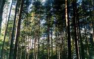 В Харківській області ростуть ліси різної категорії горючості, тому в деяких районах пожеж більше. Сергій Мусієнко