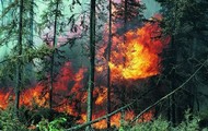 Відомчі ліси є джерелом підвищеної пожежонебезпеки. Михайло Добкін