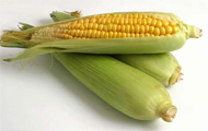 В Харківській області зібрано кукурудзи на зерно з 96% площі