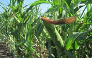 За останні 2 роки посіви кукурудзи в Україні збільшилися на 2 мільйони гектарів