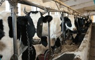 Більше половини молочного стада області утримується в господарствах населення