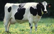 Харківщина увійшла до п’ятірки регіонів-лідерів, в яких середній надій на одну корову у 2012 році перевищив 5000 кг