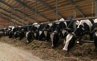 На початок березня поголів'я великої рогатої худоби в регіоні склало 216,2 тис. голів