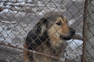Департамент житлового господарства Харківської міськради на запит ХОДА надав відповідь стосовно знищення безпритульних тварин у Харківському притулку