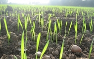 Посіви озимих зернових культур в Харківській області знаходяться у доброму стані