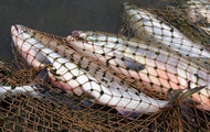 На Харківщині ведеться боротьба з браконьєрським виловом риби