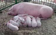 Сільгосппідприємства області збільшили поголів'я свиней на 90%