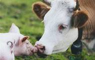 У 2013 році на сільськогосподарських підприємствах Балаклійського району збільшилося поголів'я великої рогатої худоби