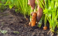 Фермери Харківщини продовжують висаджувати овочі