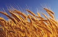 Озимої пшениці вже обмолочено 30% від запланованої площі