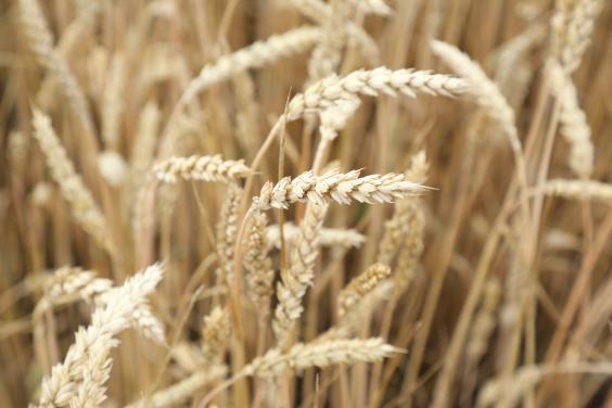 Харківська область посіла перше місце в Україні за валовим збором озимої пшениці