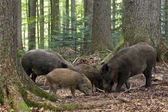 Мисливці Харківщини годують диких кабанів, щоб запобігти міграції та занесенню АЧС в область