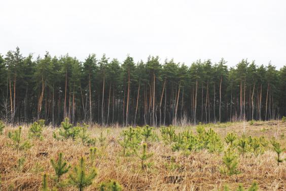 В області висадять 4,5 мільйона лісових культур