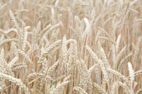 На Харківщині зібрано рекордний урожай озимої пшениці