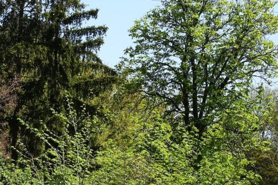 ДБР розпочало розслідування незаконного вирубування лісу на Харківщині