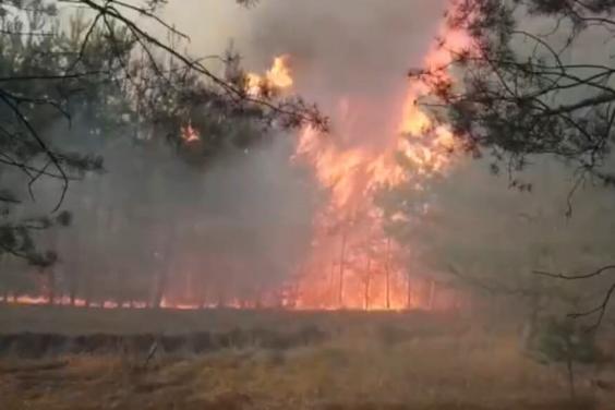 З початку року в області виникло 30 лісових пожеж