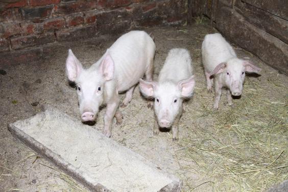 Спалах африканської чуми свиней у Богодухівському районі локалізовано