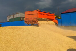 Аграрії Харківської області зібрали майже 1,3 мільйона тонн зерна