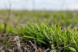 На полях Харківщини зійшов 91% посівів озимини