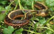 Все районы области и город Харьков планируется обеспечить сывороткой против змеиного яда