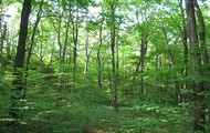 Кооператив в Харківській області незаконно захопив більше 200 гектарів лісових угідь