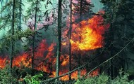 Количество лесных пожаров в области сократилось почти в 2,5 раза