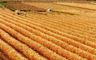 Харьковская область будет докупать зерно в других регионах, если местные сельхозпроизводители захотят продать свой товар дороже