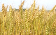 На земельних ділянках при конезаводі в Лозовій будуть вирощувати зернові