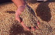 В Харківській області зібрано 98% посівів ранніх зернових культур