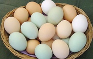 У 2010 році Харківська область буде забезпечена яйцями на 162%