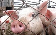 Харківська область вживає заходи щодо недопущення занесення африканської чуми свиней