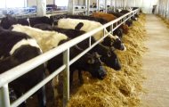 В області підготовлено 94% приміщень для утримання поголів'я великої рогатої худоби в зимовий період