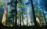 За останні 4 роки в Харківській області було видано 119 розпоряджень про передачу в довгострокове користування лісових угідь