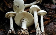 За перший тиждень жовтня поточного року зареєстровано 9 випадків отруєнь грибами в регіоні. Олександр Галацан