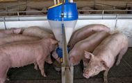 В 2011 году поголовье свиней в Харьковской области будет увеличено на 100 тысяч голов