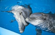 У харківському дельфінарії відбувся показовий сеанс дельфінотерапії для дітей з особливостями розвитку