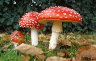 У Харківській області проводяться профілактичні заходи щодо попередження отруєнь грибами, ягодами, декоративними та дикоростучими рослинами