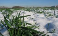 98% ранніх посівів озимої пшениці в Харківській області знаходяться у відмінному стані. Ігор Зубрич
