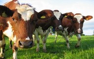 У Балаклійському районі в 2011 році планується нарощувати поголів’я худоби