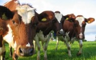 Розвиток тваринництва і особливо молочного скотарства є одним з пріоритетів сільського господарства. Віталій Алексейчук