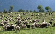 Аграрії області мають намір відроджувати вівчарство