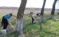 В рамках Всеукраинской акции «За чисте довкілля» в Печенежском районе побелены деревья вдоль автострады 