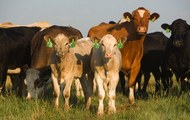 За останні 4 місяці поголів’я рогатої худоби в Харківській області збільшилось на 2500 голів