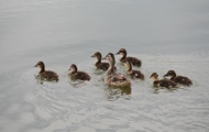 Дикі качки та лебеді  в Харкові гніздяться не тільки в зоопарку і на природних водоймах