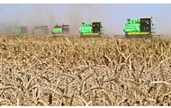 Хлібороби Вовчанщини намолотили більше 105 тис тонн ранніх зернових врожаю 2011 року