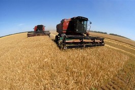 Врожайність озимої пшениці в Балаклійському районі склала 39,5 ц / га