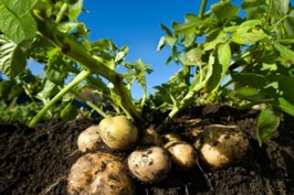 В 2011 році площа вирощування картоплі в області зросла на 6,6 тисяч га