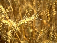 У 2015 році Україна планує зібрати 80 млн. тонн зерна